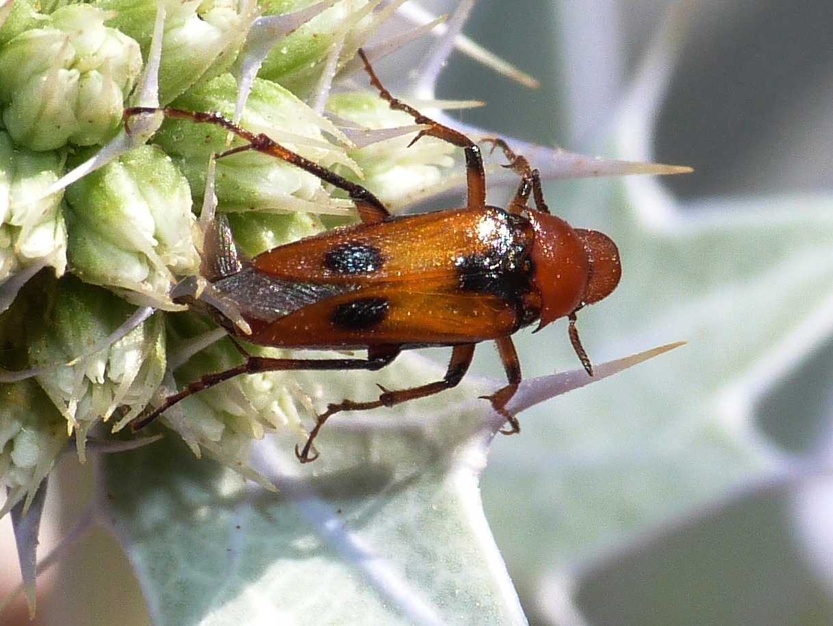 Macrosiagon tricuspidatum? (Rhipiphoridae)